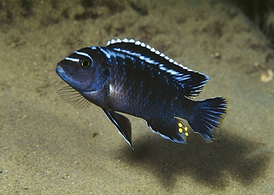 Maylandia sp. 'msobo' Lundu